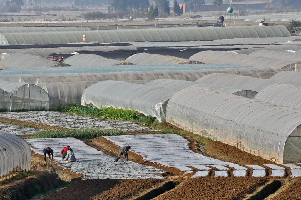 A group of individuals diligently tending to plants inside a greenhouse, protected by expansive plastic covers.