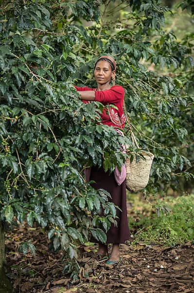 Woman harvesting coffee beans from a tree.