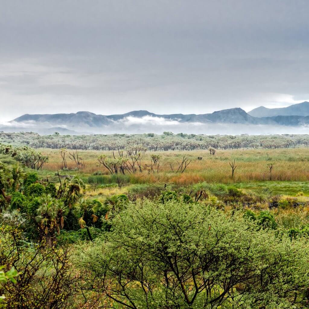 A breathtaking view of distant mountains and a picturesque forest of trees.