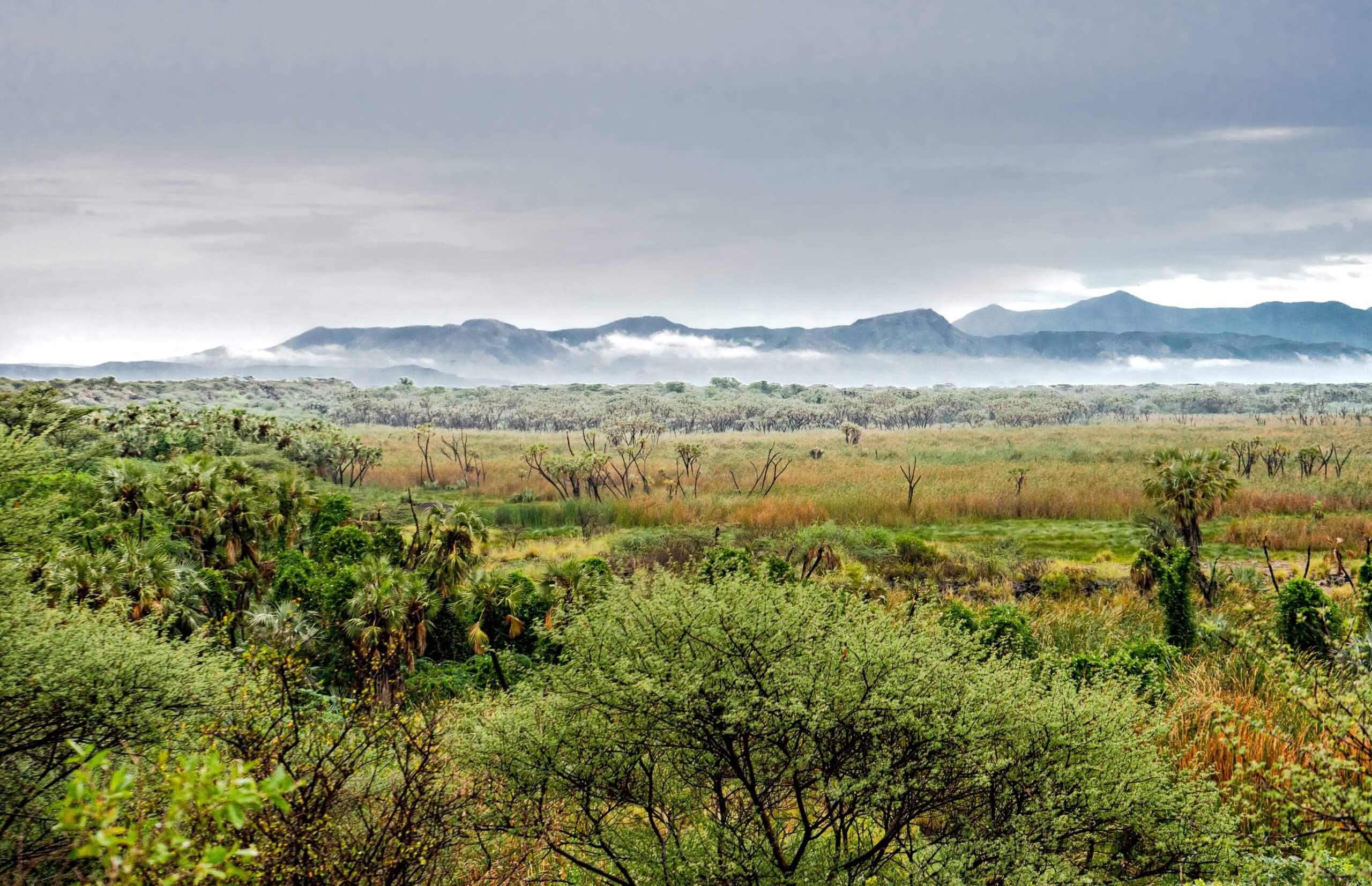 A breathtaking view of distant mountains and a picturesque forest of trees.