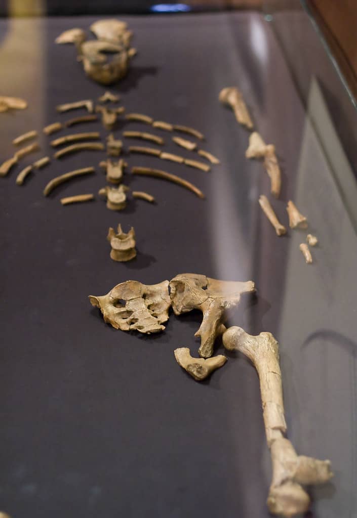 A skeleton of Australopithecus afarensis, known as Lucy, is showcased in a glass case.