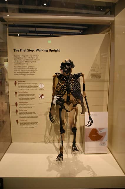 A skeleton of 'Lucy Today' is showcased in a glass case, providing a glimpse into the ancient past.