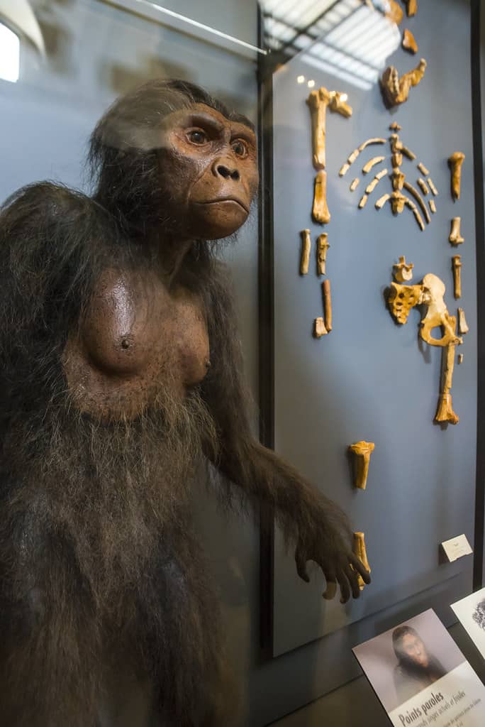 Exhibit featuring mannequin displaying Lucy's Physical Characteristics with gorilla's body and skeleton.