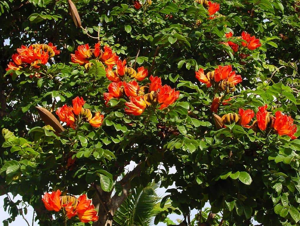 A vibrant African Tulip Tree with bright orange flowers and green leaves.