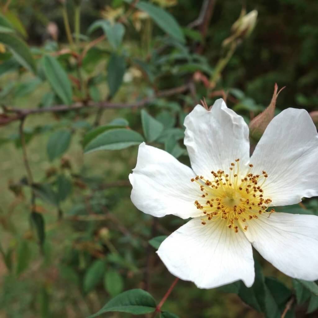 A white Ethiopian Rose with yellow centers blooming on a bush.