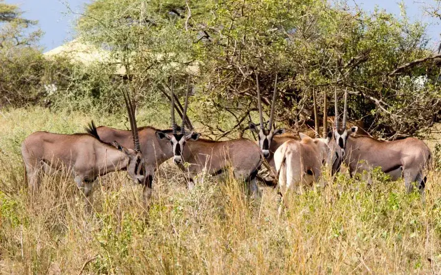 the best time to travel to ethiopia