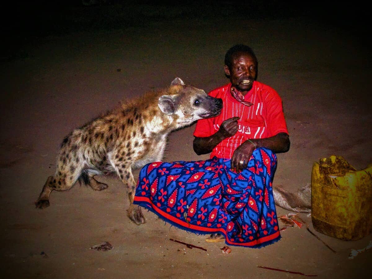 The Fascinating Hyena Feeding Ritual in Harar Ethiopia