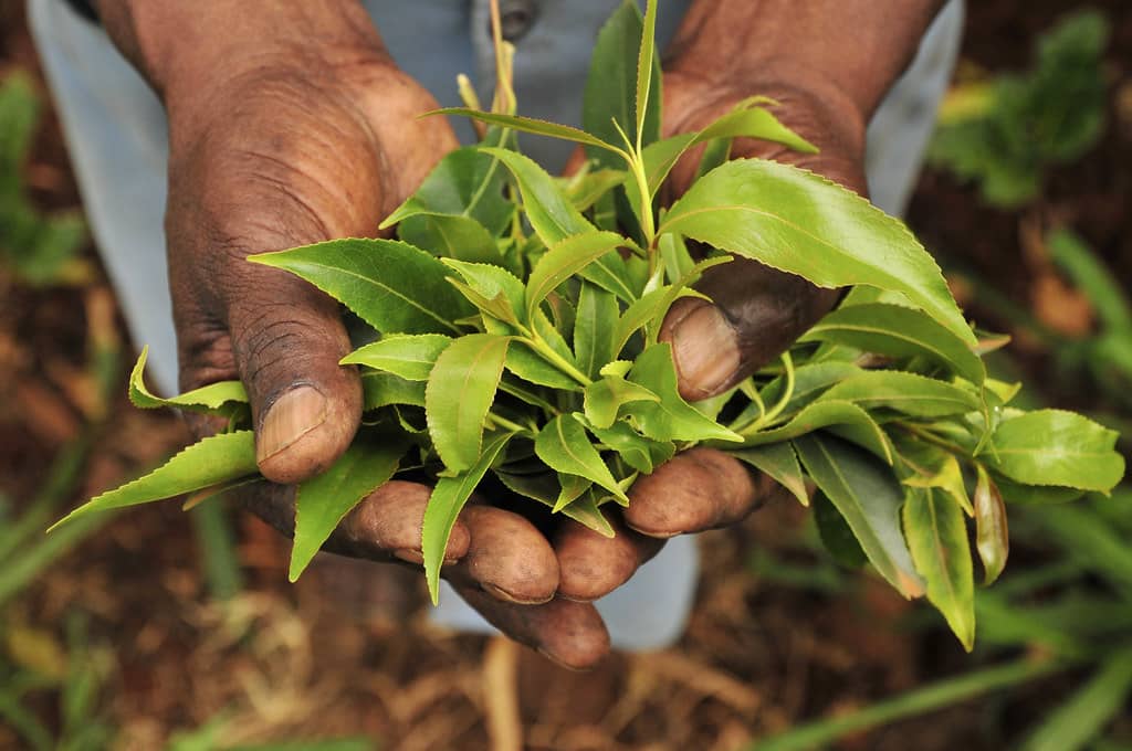  A person holding a bunch of green leaves, possibly khat, a plant known for its stimulating effects.