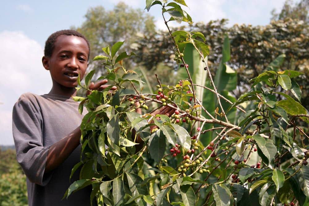 A person carefully plucks coffee beans from a tree, showcasing the labor-intensive process of harvesting this popular beverage ingredient.