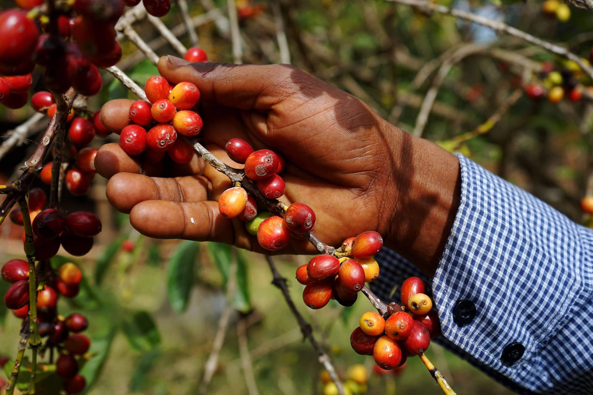 Read more about the article Ethiopia: The birthplace of coffee